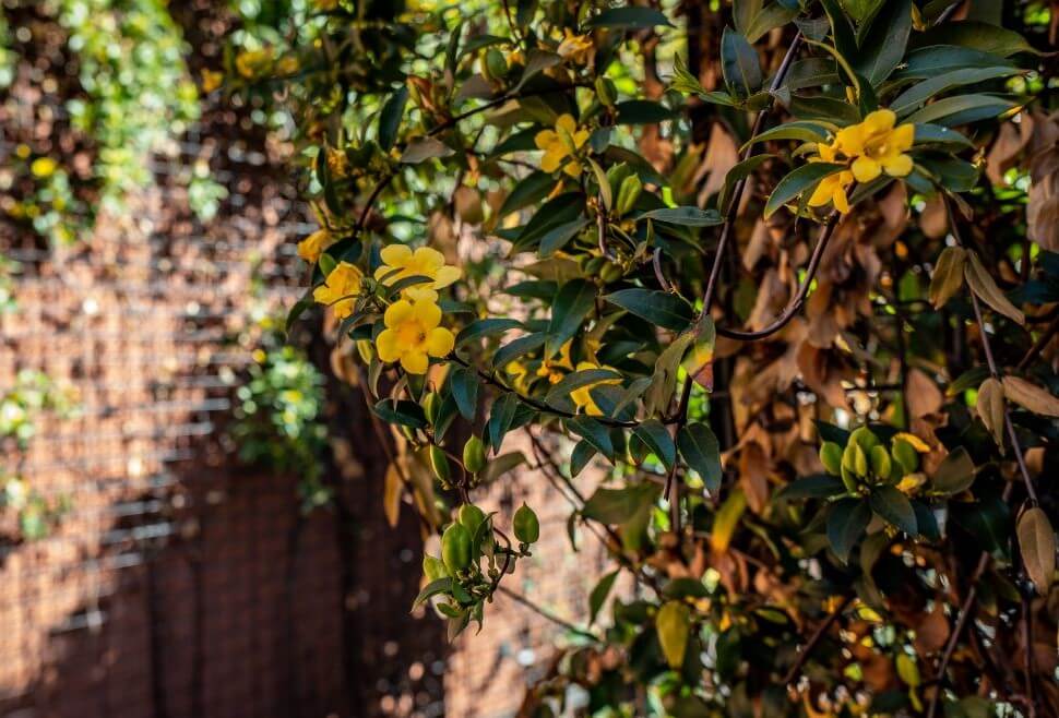 Climbing Plants & Vines for Commercial Spaces