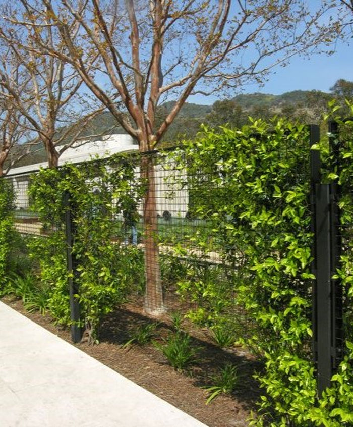 Biophilic Design Made Easy with Greenscreen® Trellis Fencing