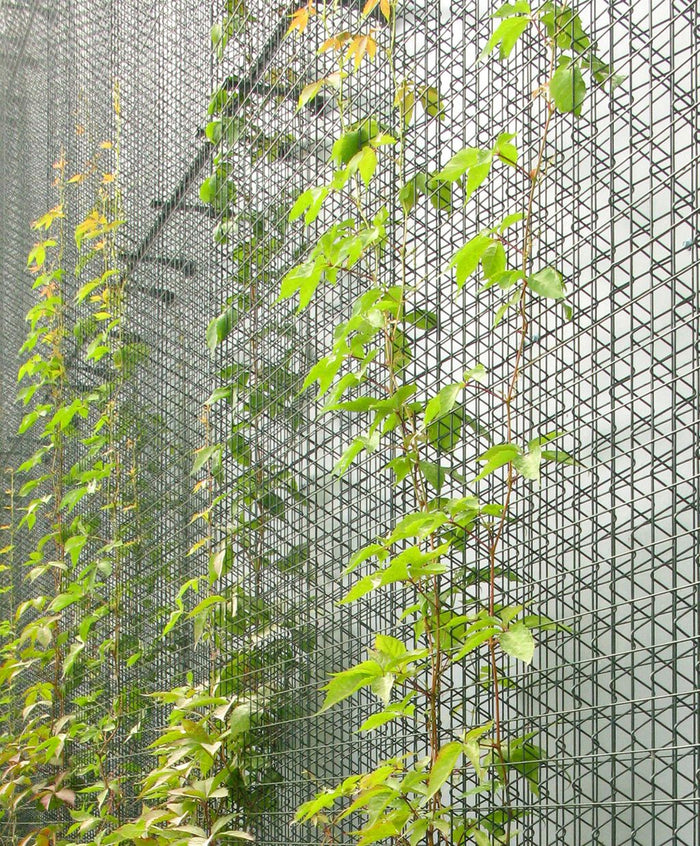 Climbing Plants & Vines for Commercial Spaces