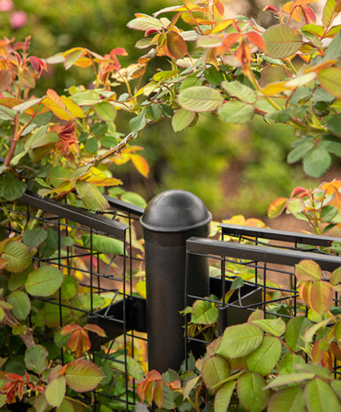 Maximizing the Potential of Green Façade Systems: An Expert Guide to Vine Selection, Installation, and Maintenance