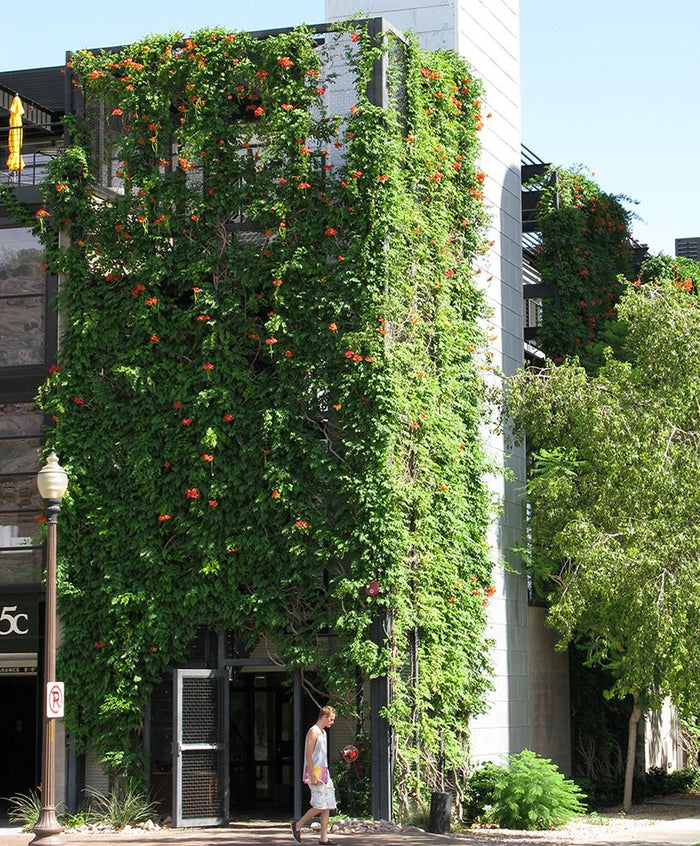 Greenscreen® Joins Tournesol