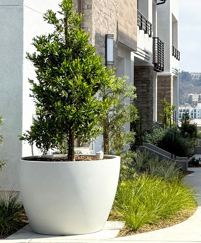 Optimizing Your Plant's Health with Self-Watering Pots