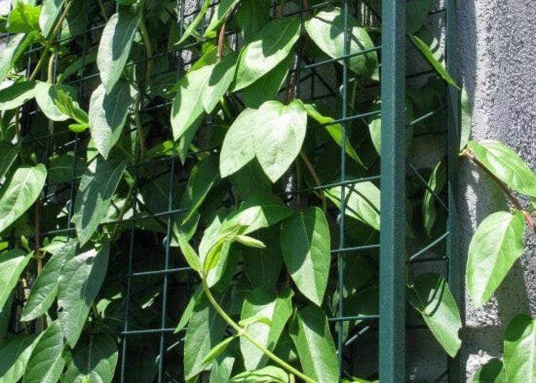 Greenscreen® Trellis