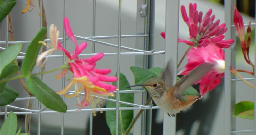 Increase Biodiversity