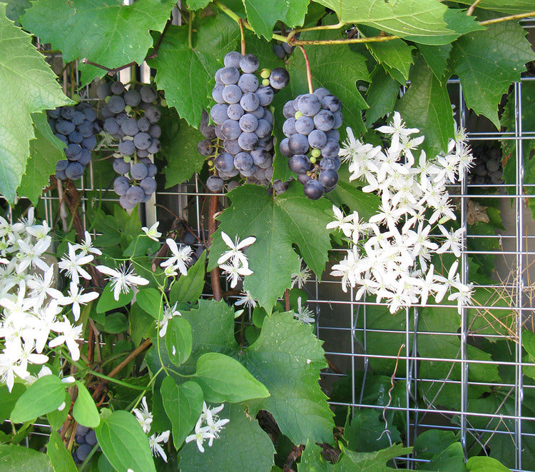 Choosing vines for Greenscreen®