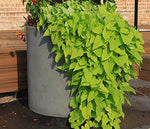 Wilshire Planter, GFRC Round additional image 1